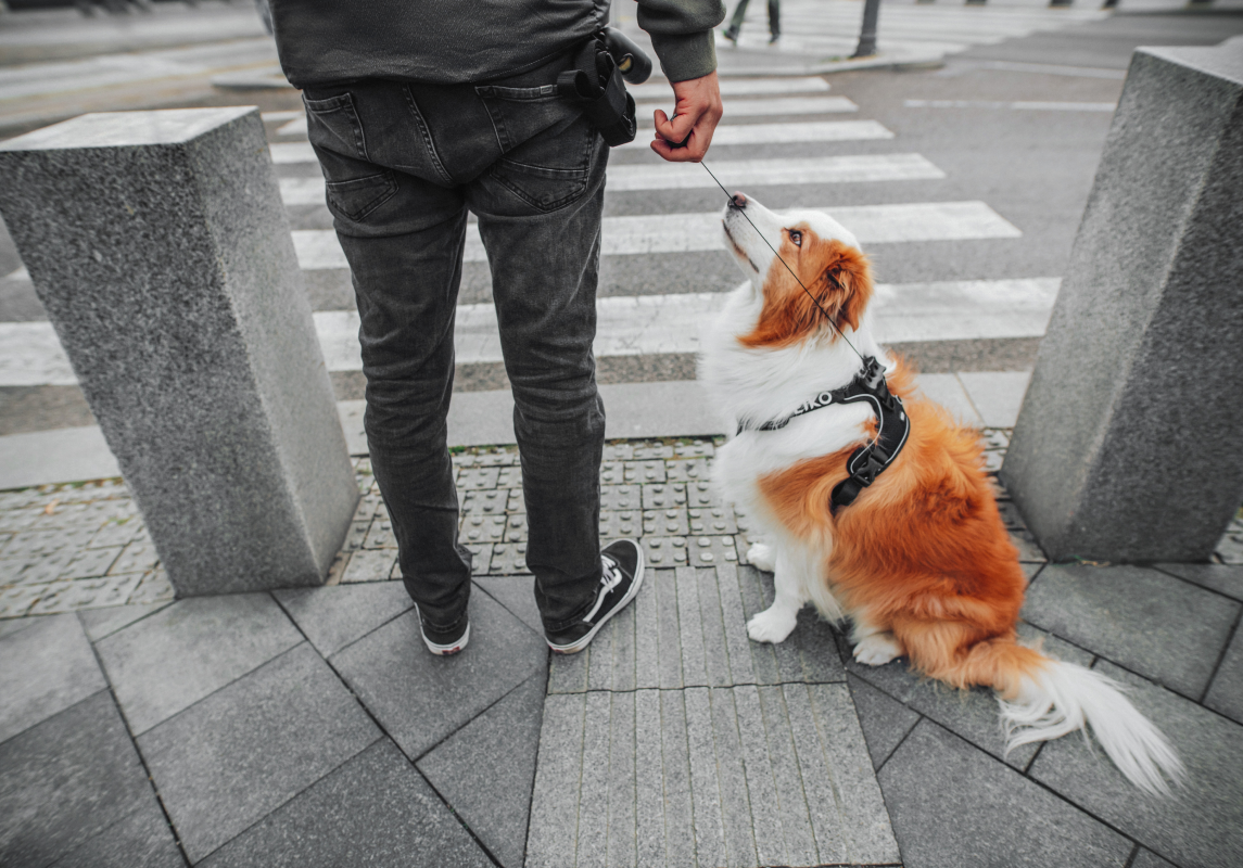 Border collie wearing a black PEIKO® QuickLeash™  harness in the city