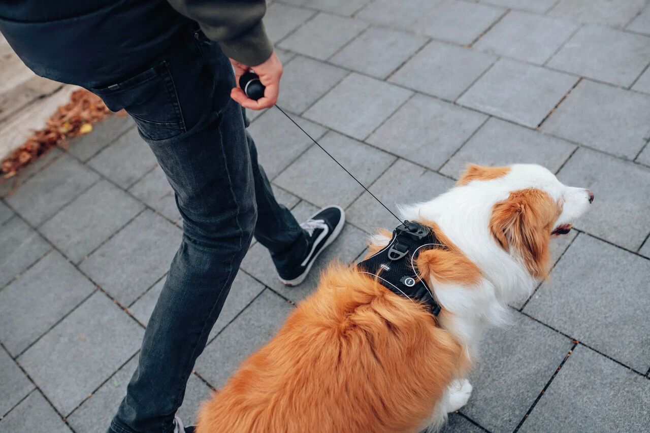 Border collie wearing a black PEIKO® QuickLeash™  harness in the city