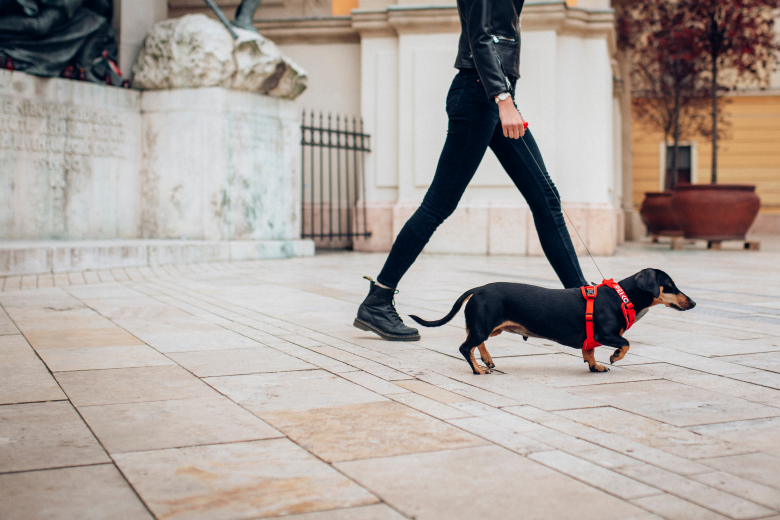 Dachshund walking in a red PEIKO® QuickLeash™  harness in the city