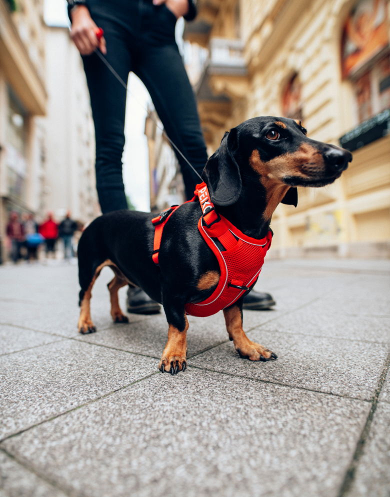 Dachshund wearing a red PEIKO® QuickLeash™  harness in the city