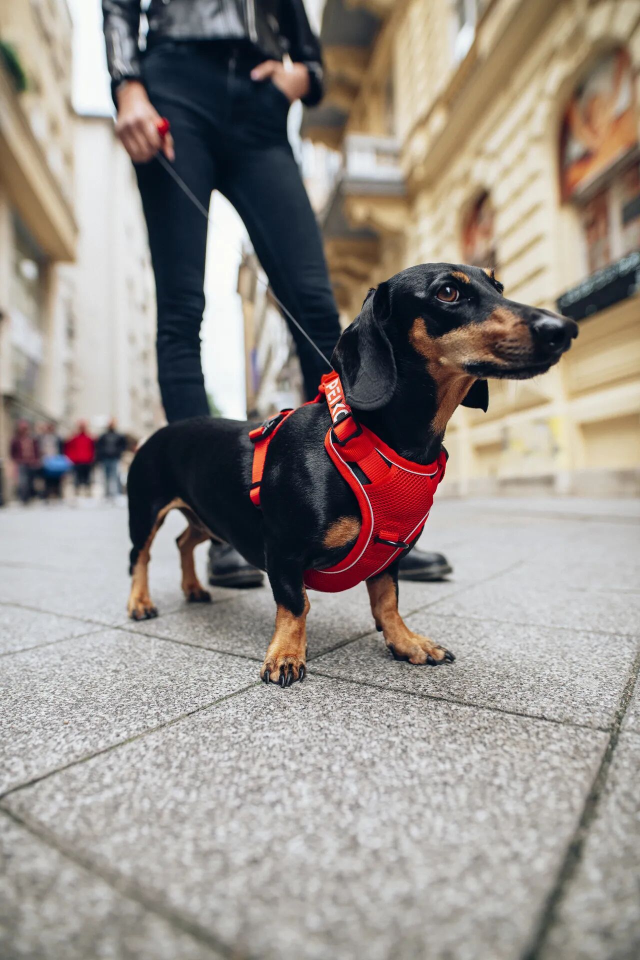 Dachshund wearing a red PEIKO® QuickLeash™  harness in the city