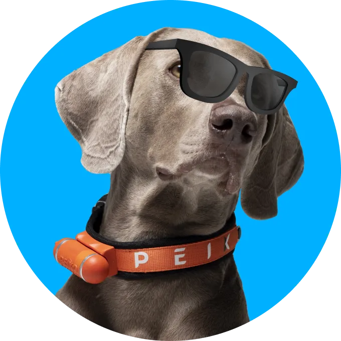 dog in glasses(1).png