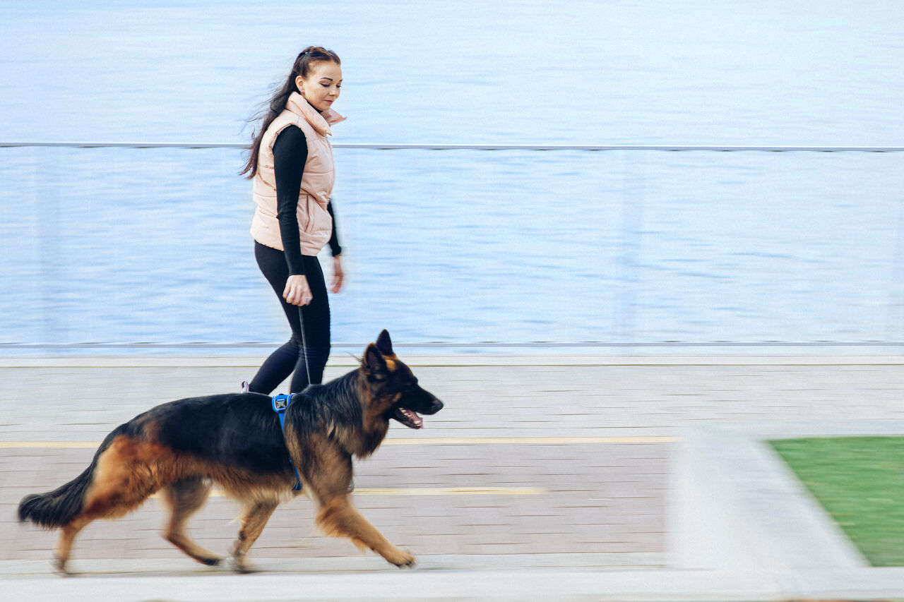 Girl roller skating with a tin german shepard wearing a blue PEIKO® QuickLeash™  harness in the city
