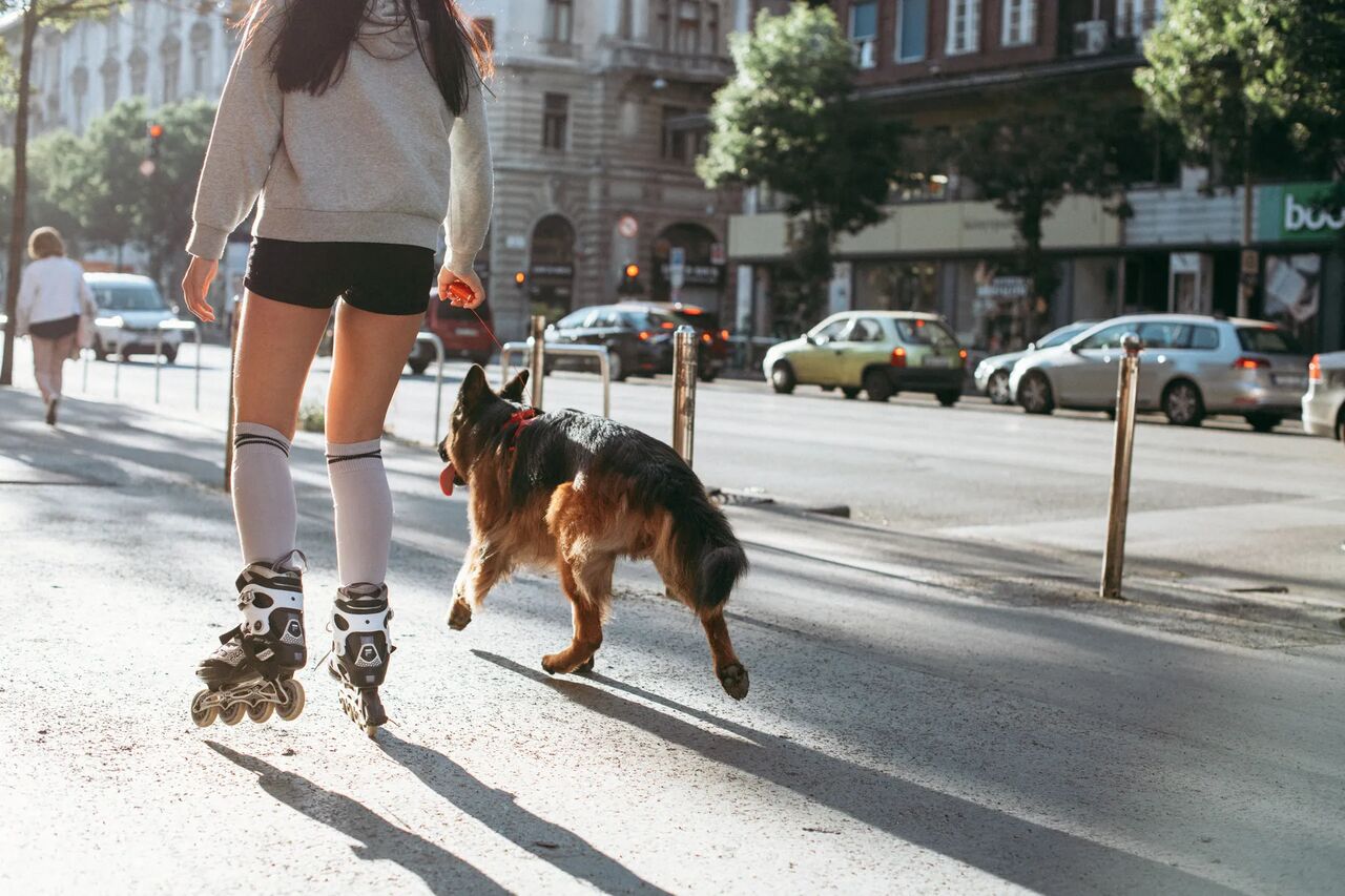 Girl roller skating with a tin german shepard wearing a blue PEIKO® QuickLeash™  harness in the city using a blue PEIKO® MultiLeash™
