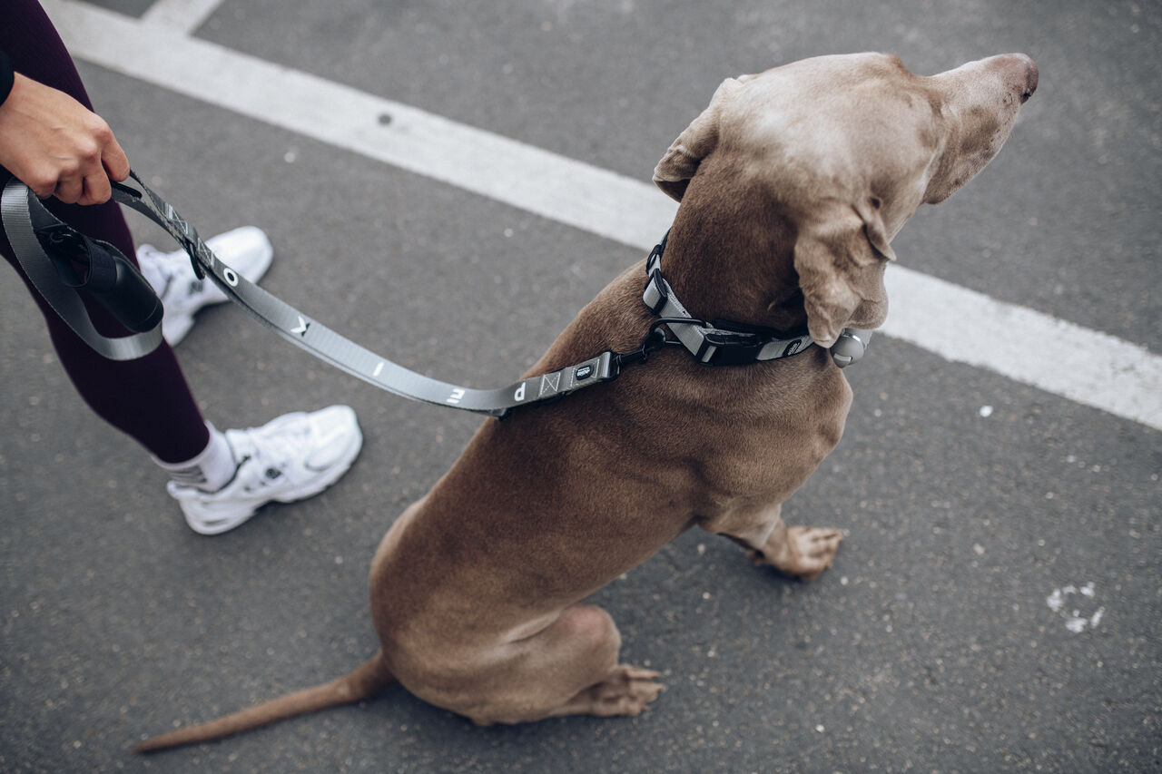 Girl with a vizsla on PEIKO® MultiLeash™ wearing a gray PEIKO® QuickLeash™ collar in the city
