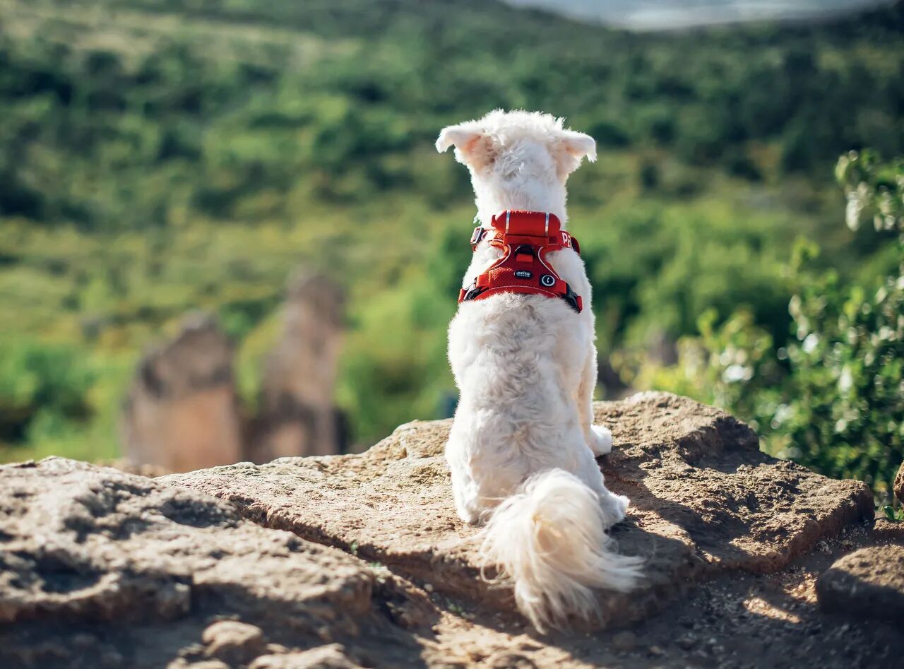 Powderpuff  wearing a red PEIKO® QuickLeash™  harness in the mountains