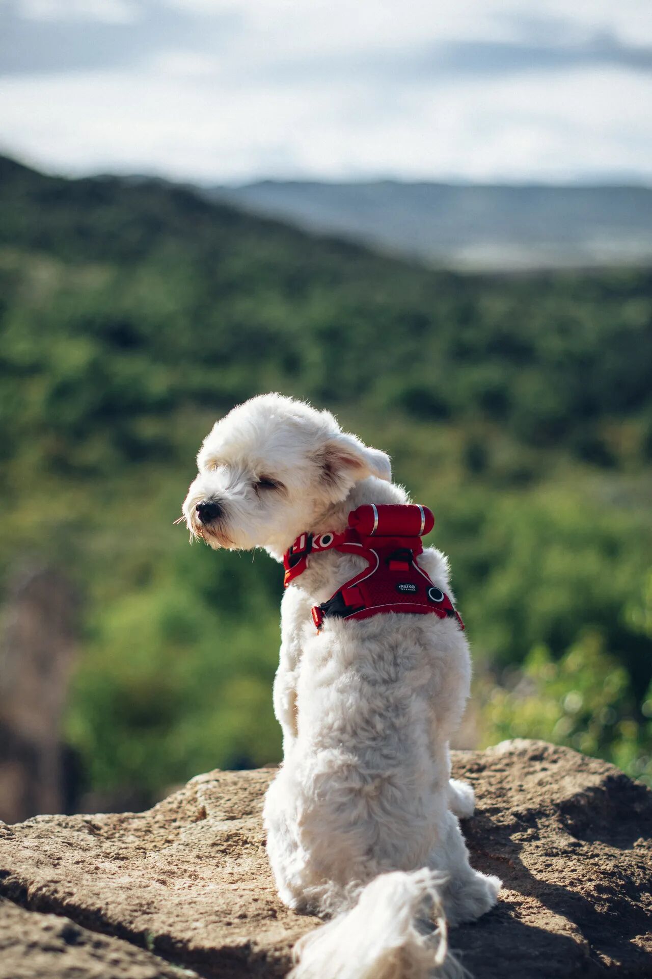Powderpuff  wearing a red PEIKO® QuickLeash™  harness in the mountains