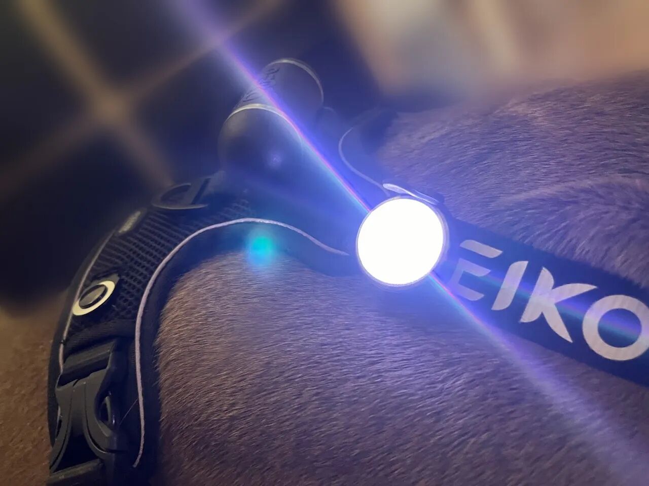 rechargeable-peiko-nite-dog-light-usb-c