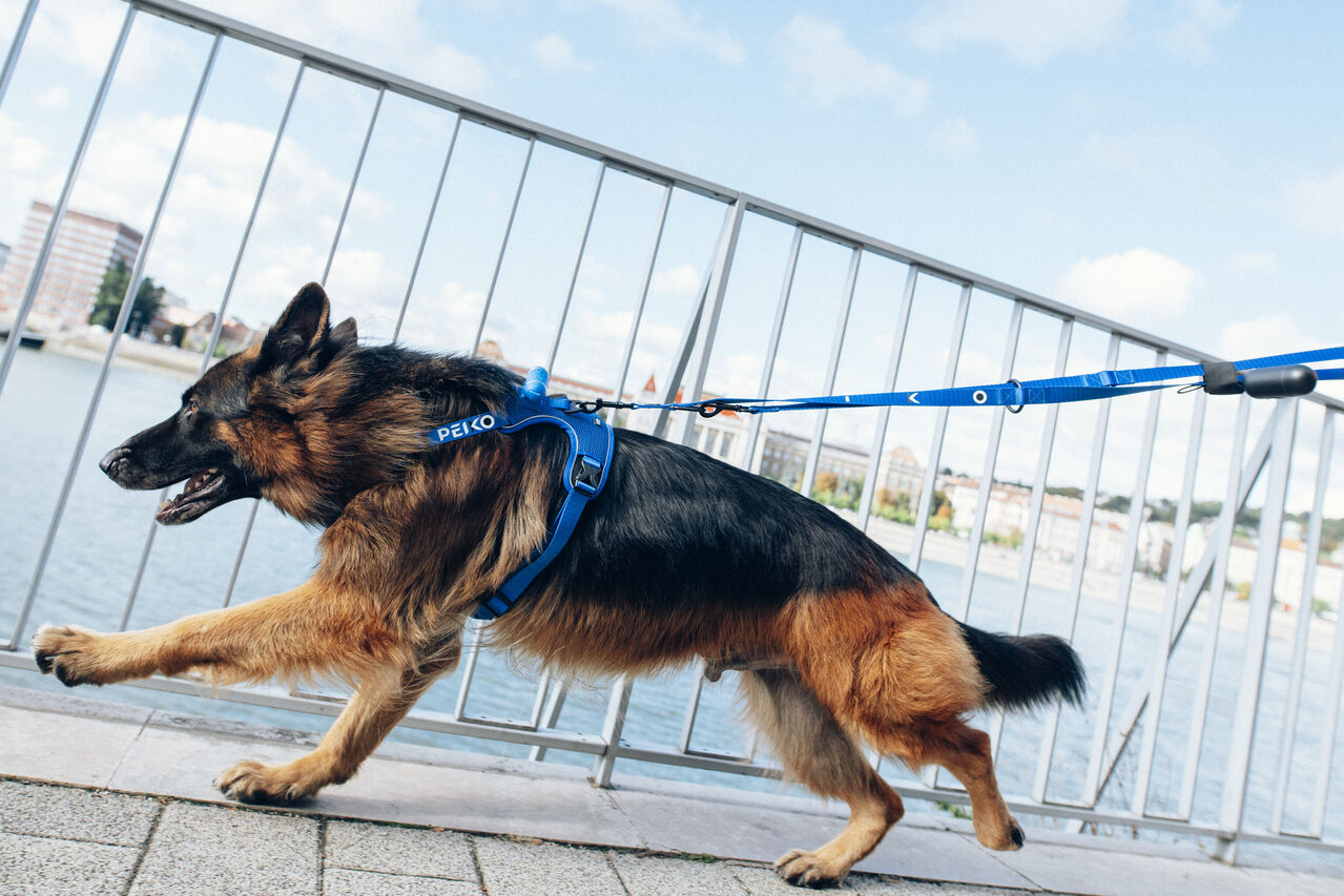 Tin german shepard running in a blue PEIKO® QuickLeash™  harness in the city on a blue PEIKO® MultiLeash™