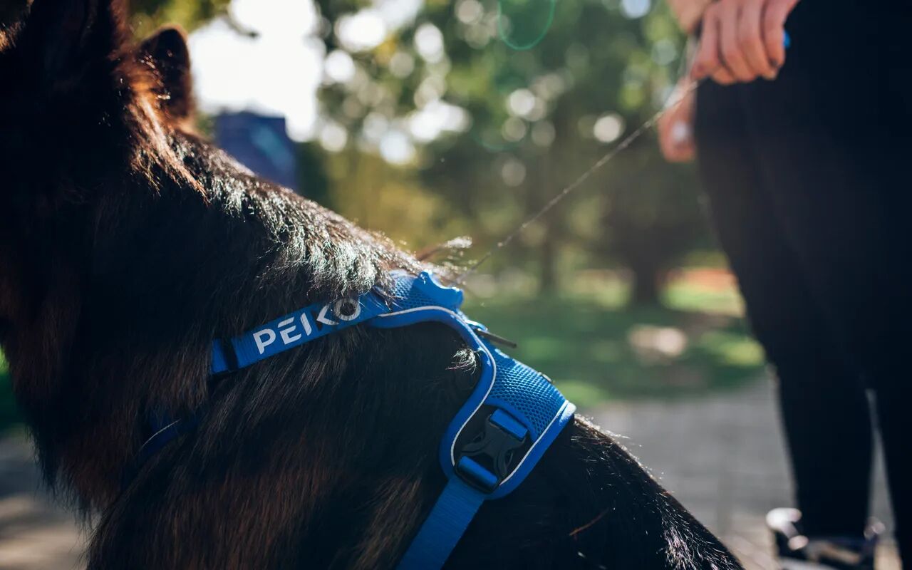 Tin german shepard wearing a blue PEIKO® QuickLeash™  harness in the city